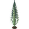 Spanbaum grün - 50 cm