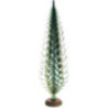 Spanbaum grün - 70 cm